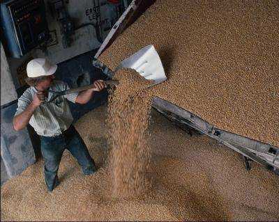 В Украине запасы зерна увеличились почти на 13%