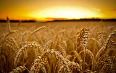 Аграрии Донецкой области уже намолотили миллион тонн зерна