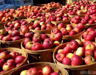 Рекордный урожай яблок ожидается в центральной и частично западной Украине - эксперт