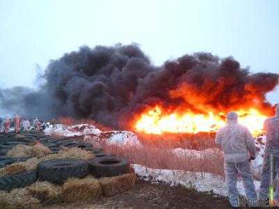 Из-за АЧС сожгли более 48 тыс. голов свиней в Киевской области