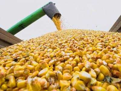Урожай кукурузы в 2015 году оценивается на уровне 21 млн тонн