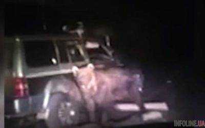 Российски живодеры на джипе переехали медведя. Видео