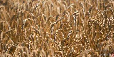 В Министерстве аграрной политики и продовольствия спрогнозировали урожай зерновых на уровне 60 млн тонн и экспорт - более 36 млн тонн
