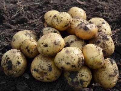 В Северных областях Украины зафиксировали неурожай картофеля