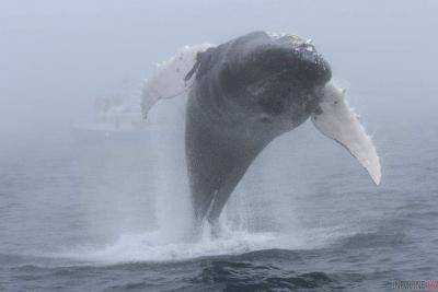 Удивительное зрелище было заснято у берегов Канады: кит предстал во всей красе перед туристами. Видео