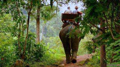 Таиланд: слон убил погонщика и убежал в джунгли с группой туристов на спине