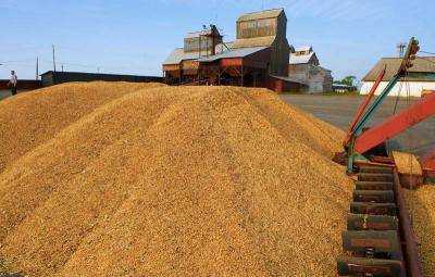 Украинские аграрии на сегодня намолотили почти 37 млн ??тонн зерновых