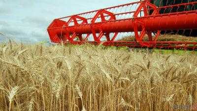 В Украине уже намолочено 37,3 млн тонн зерновых