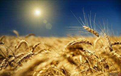 Минагрополитики: Украина экспортирует аграрную продукцию в 190 стран