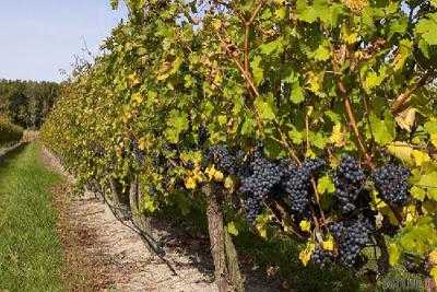 В этом году производство винограда уменьшится более чем на 18% - эксперт