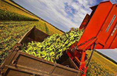 Валовой сбор кукурузы ожидается на уровне 22-23 млн тонн