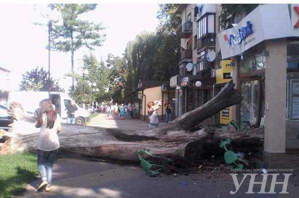 В центре Ужгорода дерево упало на тротуар