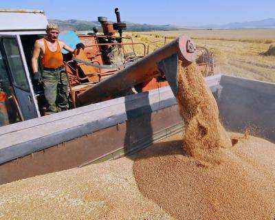 Аграрии намолотили более 39 млн тонн зерна