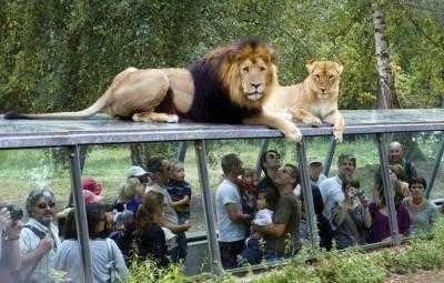 В Малави в сафари-парке за неделю погибли семь человек