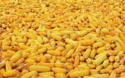 Аграрии намолотили более 5 млн тонн кукурузы