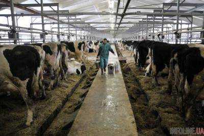 В Украине поголовье крупного рогатого скота сократилось на 6,1%
