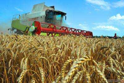 В Украине производство зерна уменьшилось на 1,2%
