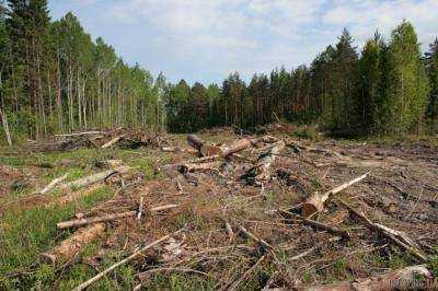 В Ровенской области осужденный сбежал во время вырубки леса