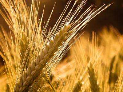 Аграрии намолотили 54,3 млн тонн зерна