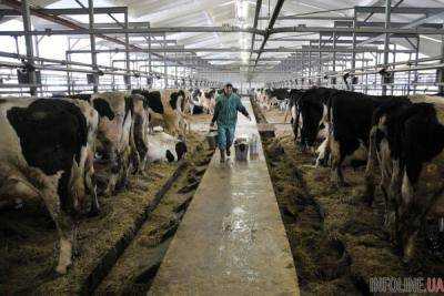 Поголовье крупного рогатого скота в октябре сократилось на 5,4% - Госстатистики