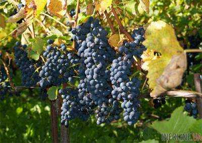 Минагрополитики работает над упрощением лицензирования виноградного производства