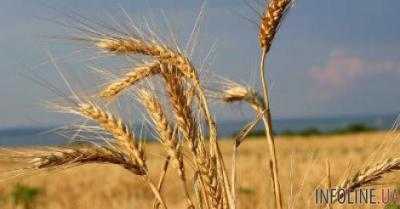 Убытки Государственной продовольственной зерновой корпорации в течение трех лет составили более 3,5 млрд грн