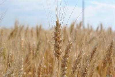 Агропроизводители всегда страхуют озимую пшеницу и рапс