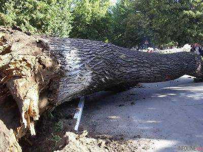 В Киеве школьнице упало на голову дерево