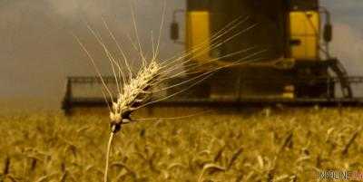 Аграрии уже посеяли 3,1 млн га кукурузы - Минагрополитики