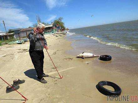 На пляже Азовского моря в Мариуполе рыбаки нашли мертвого дельфина