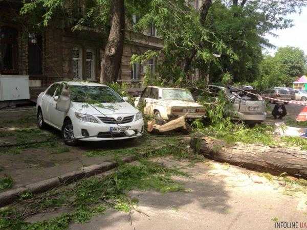 В Одессе из-за падения ветки мужчина получил черепно-мозговую травму. Фото