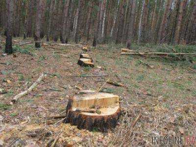 В Кировоградской области злоумышленник вырубил деревья на сумму более 200 тыс. грн.