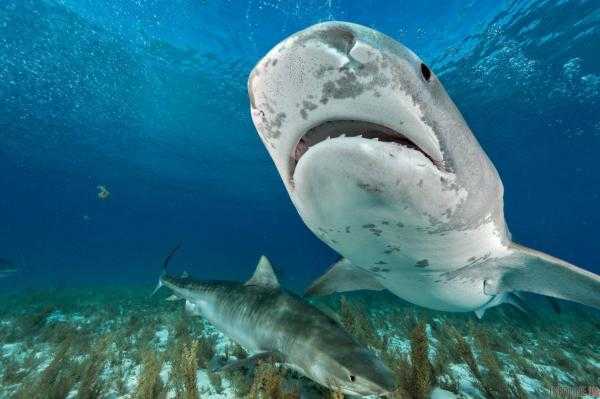 Американский фотожурналист плавал в океане с тигровыми акулами. Фото и видео