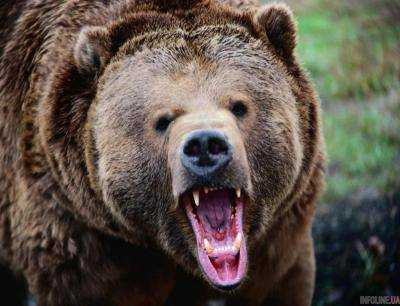 В США медведь гризли убил велосипедиста