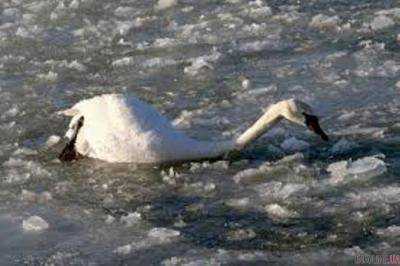 Из замерзшего водоема достали лебедя в Ровенской области