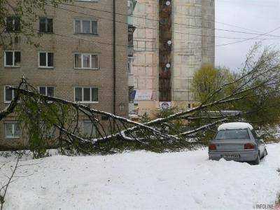 В Днепре ребенку на голову упало дерево