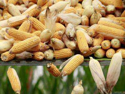 Украина экспортировала почти 20 млн тонн кукурузы