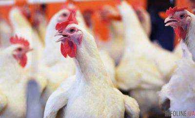 Ирак снял запрет на экспорт мяса украинской птицы
