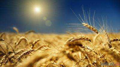 В Украине собрали почти 20 млн тонн ранних зерновых и зернобобовых культур