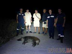 На мариупольском пляже дикий кабан покусал мужчину