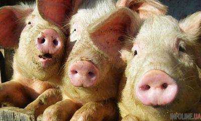 Поголовье свиней в Украине сократилось на 9,3%
