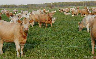 Аграрии получат доступ к бесплатным кредитов на восстановление животноводства - Гройсман