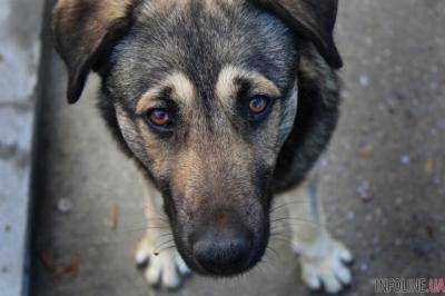В Одессе открыто уголовное производство по факту убийства собаки