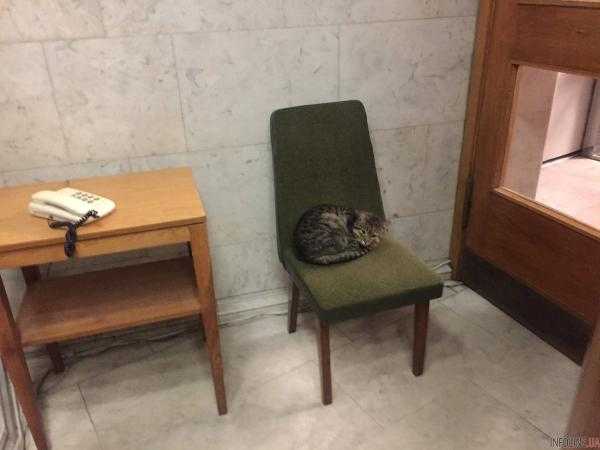 Украинское министерство приняло на работу кота. Фото