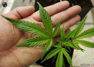 В Калифорнии легализовали употребление марихуаны