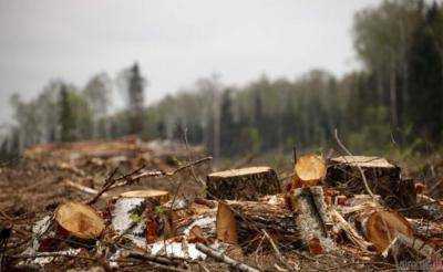 В 2017 году на Закарпатье незаконно вырубили леса на 11 млн грн