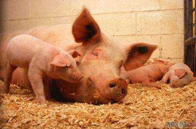 Очередная вспышка АЧС: в Одесской области погибли свиньи