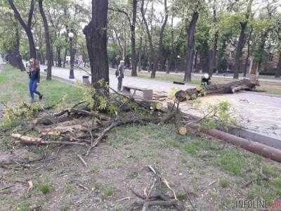 В центре Днепра дерево упало на машину