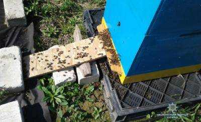 В Волынской области массово погибли пчелы