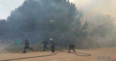 Масштабный лесной пожар в Херсонской области локализован